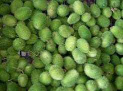 [A-000827] Cucumis Dipsaceus sierkomkommertjes 100 zaden