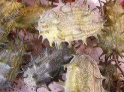 [A-000829] Cucumis Kiwano metuliferus sierkomkommertjes 100 zaden