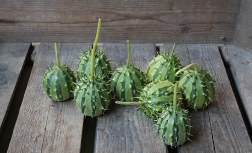 [A-014923] Cucumis Zambianus sierkomkommertjes zaden 