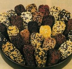 [A-000981] Zea Indian Berries siermaiszaden 75 g