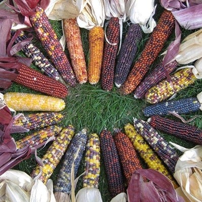 [A-023670-3] Zea Rood Husk siermaiszaden 250 zaden