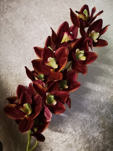 [A-015231] Orchidee Cymbidium Zijdenbloem Purple 96 cm per stuk
