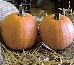 [A-017832] Baby Pam pompoen basiseenheid