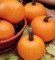 [A-018034] Spookie Mini Halloween basiseenheid zaden