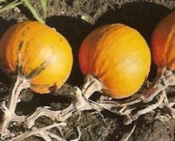 [A-018057] Mini Treat 5 naakte basiseenheid zaden