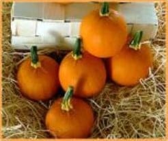 [A-018127] Kandy Korn F1 / Half Pint F1 Pompoen basiseenheid zaden