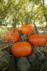 [A-018205] Field Trip F1 pompoen basiseenheid