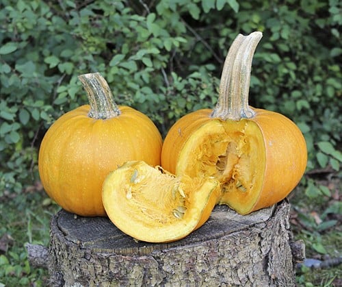 [A-018765] Naked Bear kleinere Halloween pompoen basiseenheid zaden