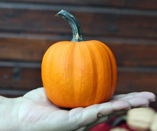 [A-022739-2] Miss Julie F1 Leuke Geribbelde Mini Pompoen basiseenheid zaden