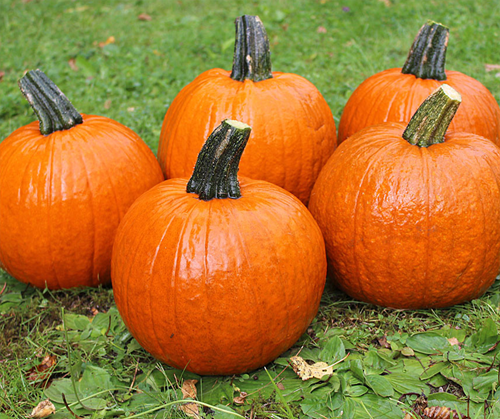 [A-019476-8] Hal. Buzz F1 PMT Goede kleinere halloweenpompoen 5000 zaden