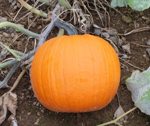 [A-023679-5] Duchess F1 PMT halloweenpompoen 1000 zaden