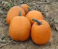 [A-023955-6] Igor F1 Zware Halloweenpompoen 1000 zaden