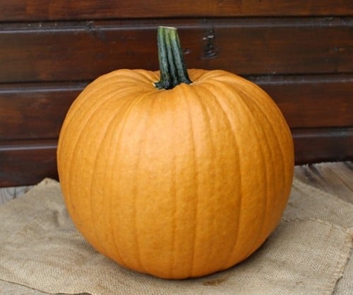 [A-025251-4] Spicy Mocha F1 PMT halloweenpompoen bijzondere kleur 250 zaden