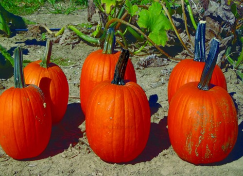 [A-025679-2] Carrie Halloween F1 Zware halloweenpompoen 50 zaden