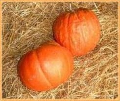 [A-000394] Big Max pompoen 50 zaden