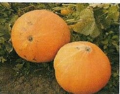 [A-000399] Big Moon pompoen zaden