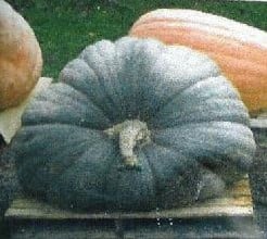 [A-001151] Show King Reuzepompoen 50 zaden