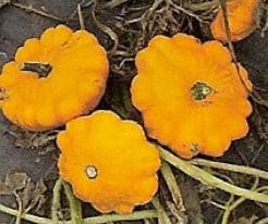 [A-001926] Sun Beam F1 500 zaden