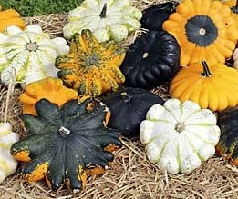 [A-011872] Patisson UFO F1 Mix pompoen 50 zaden