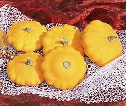 [A-015498] Sunny Delight pompoen 50 zaden