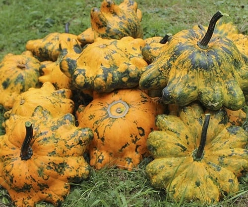 [A-016808] Helios F1 Patisson Pompoen 8 zaden