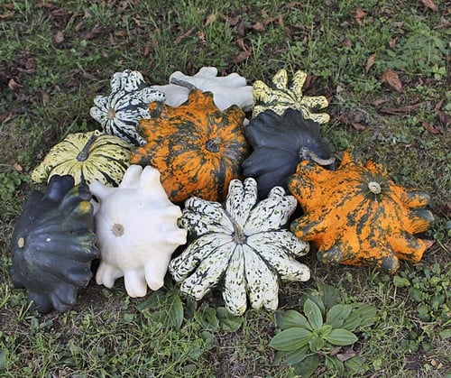 [A-016832] Orbis F1 Mix Patisson 5000 zaden