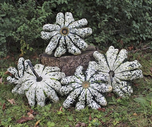 [A-016836] Phobos F1 Patisson 50 zaden