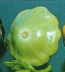 [A-017912] Patty groen tint / Peter Pan basiseenheid zaden