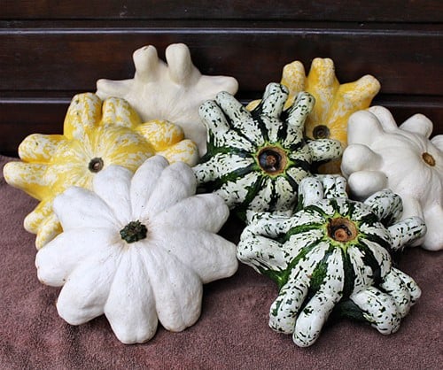 [A-019484-2] Lunar F1 Mix Patisson Pompoen kleinverpakking zaden