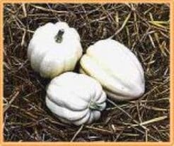 [A-000605] Cream of the crop 50 zaden