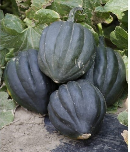 [A-013559] Black Bellota F1 pompoen zaden