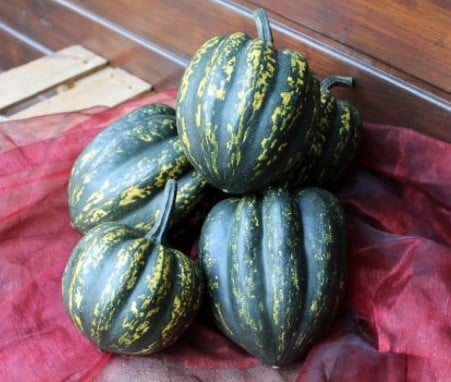[A-022137-3] Starry Night F1 PMT Acorn pompoen 100 zaden