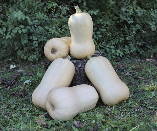 [A-016857] Waldo PMT F1 BIO Flespompoen Butternut 50 zaden