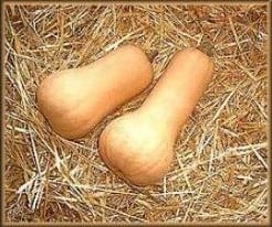 [A-018280] Pilgrim F1 pompoen basiseenheid zaden