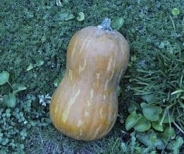 [A-018725] Butternut Valencia flespompoen basiseenheid