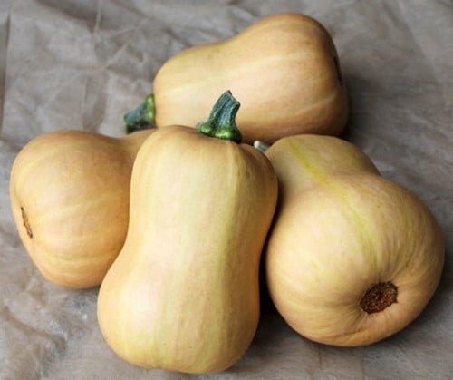 [A-025265-3] Butternut Butterbaby F1 PMT Aanrader eenpersoonsflespompoen 50 zaden
