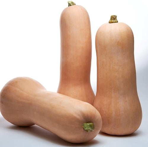 [A-025272-2] Titan F1 Butternut Pompoen kleinverpakking zaden